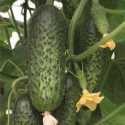 Ogórek Amarok f1 1 Tyś. nasion prec. ST